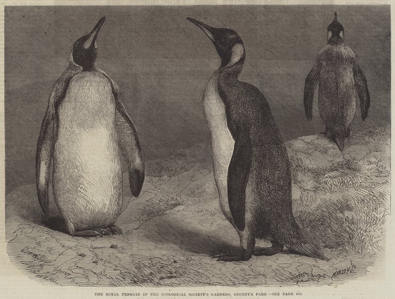 O Pinguim Real nos Jardins da Sociedade Zoológica, Regent&39;s Park de Friedrich Wilhelm Keyl