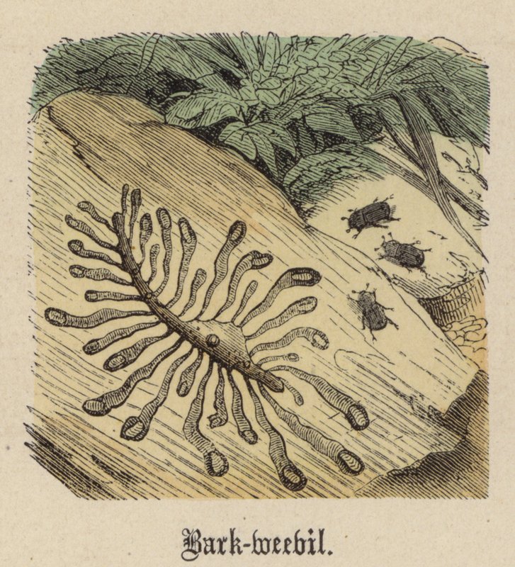 Bark-weevil (gravação a cores) de Friedrich Specht