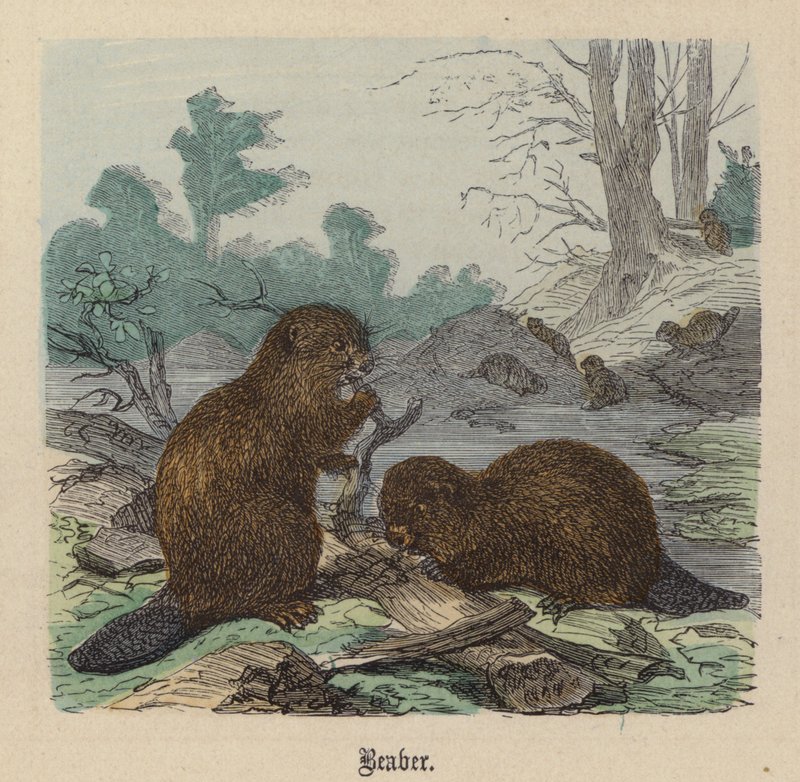 Castor (gravação a cores) de Friedrich Specht