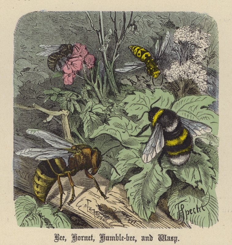 Bee, Hornet, Humble-bee, and Wasp (gravação colorida) de Friedrich Specht