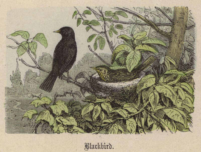 Blackbird (gravação a cores) de Friedrich Specht