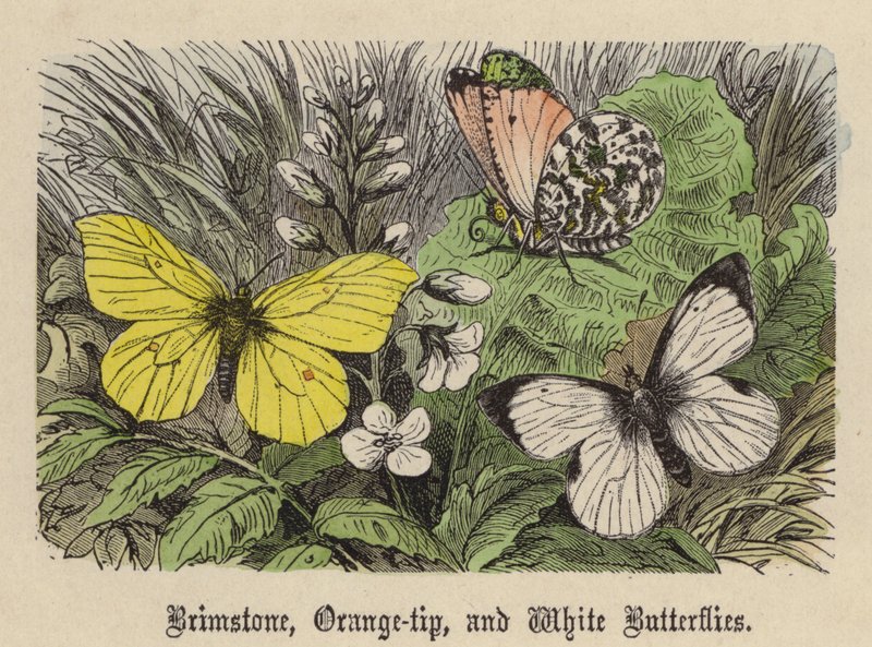Brimstone, Orange-tip, and White Butterflies (gravação colorida) de Friedrich Specht