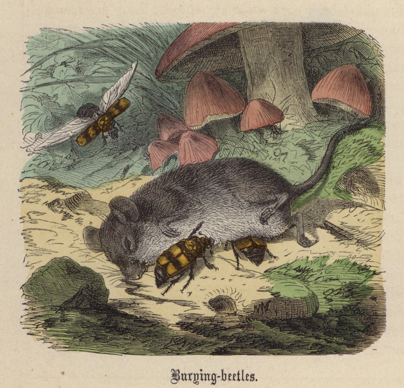 Besouros (gravura colorida) de Friedrich Specht