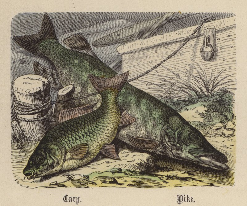 Carpa, Pike (gravura colorida) de Friedrich Specht
