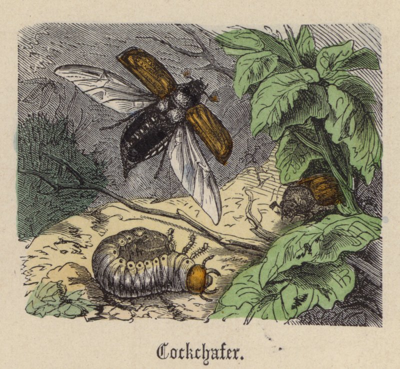 Cockchafer (gravação a cores) de Friedrich Specht