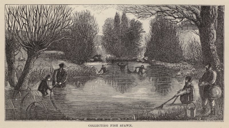 Coleta de Peixes (gravação) de Friedrich Specht