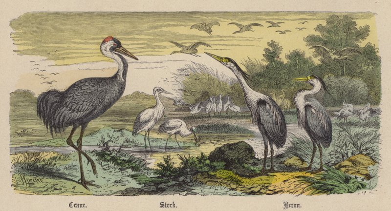Guindaste, Cegonha, Garça (gravura colorida) de Friedrich Specht