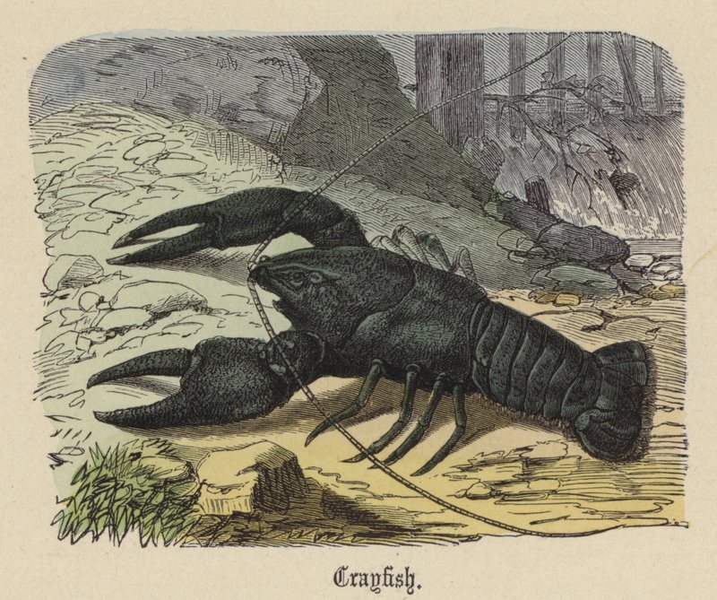 Lagostim (gravura colorida) de Friedrich Specht