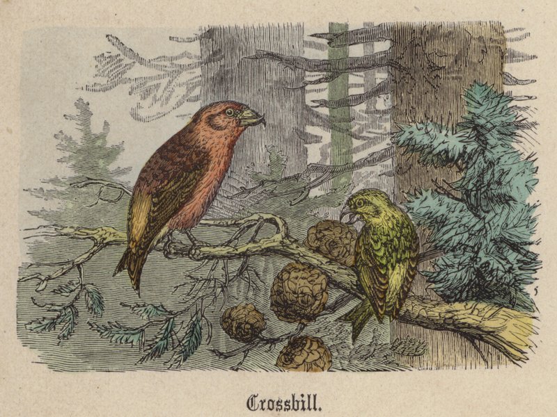 Crossbill (gravação a cores) de Friedrich Specht