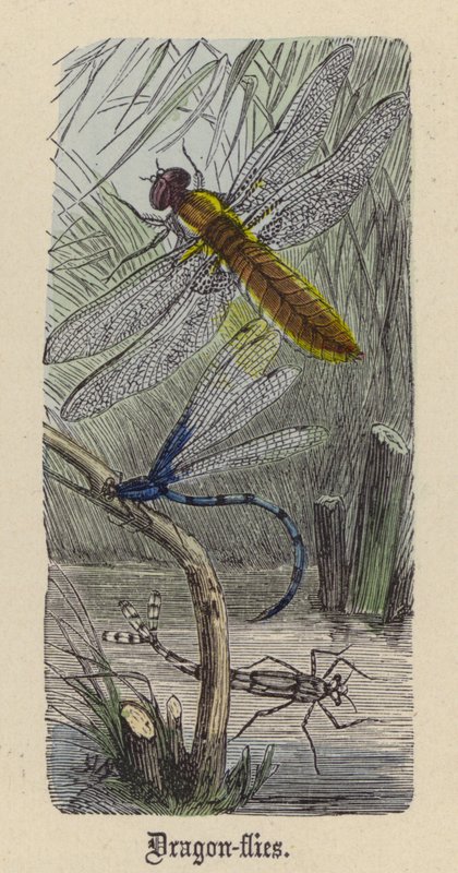 Mosca-dragão (gravura colorida) de Friedrich Specht