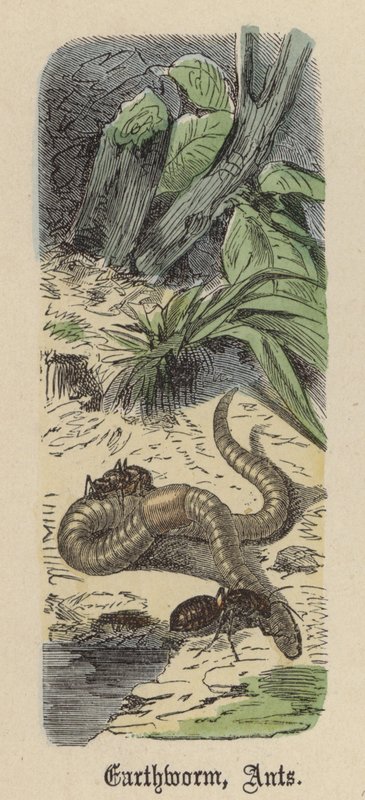 Minhoca, Formiga (gravura colorida) de Friedrich Specht