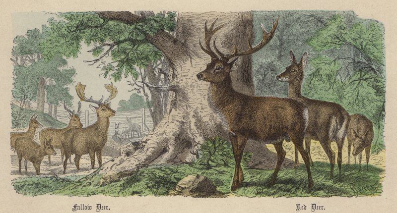 Cervos de Poupa, Cervos Vermelhos (gravura colorida) de Friedrich Specht