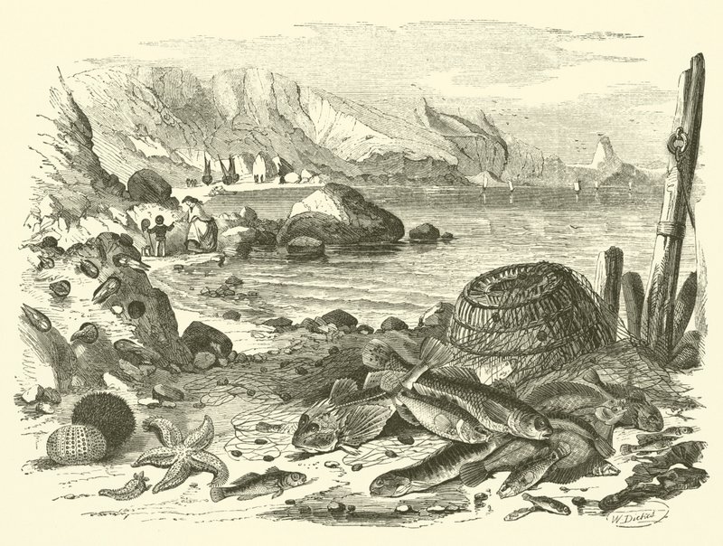 Pesca (gravura) de Friedrich Specht