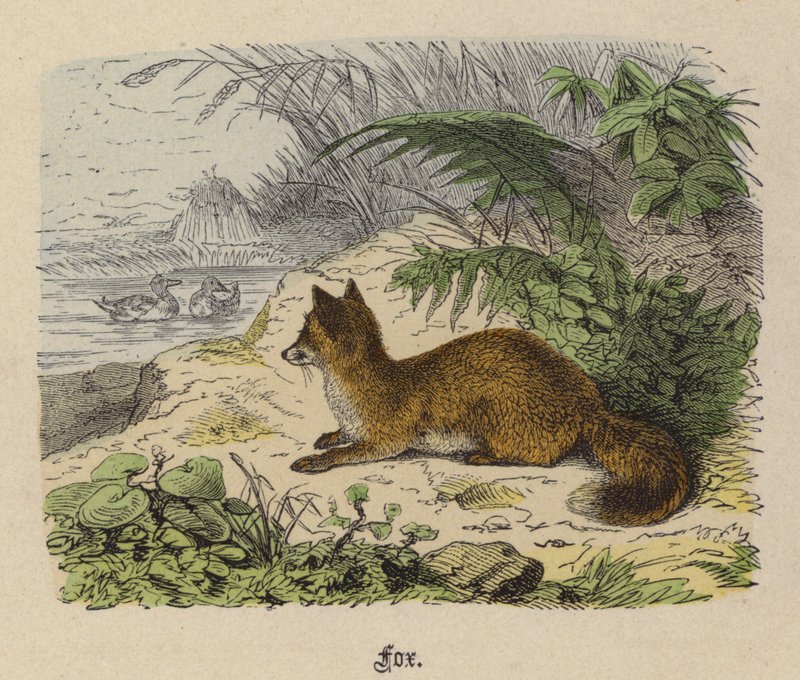 Fox (gravação a cores) de Friedrich Specht