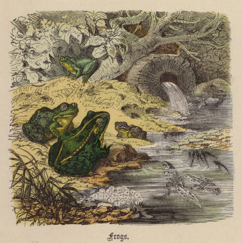 Sapos (gravura colorida) de Friedrich Specht