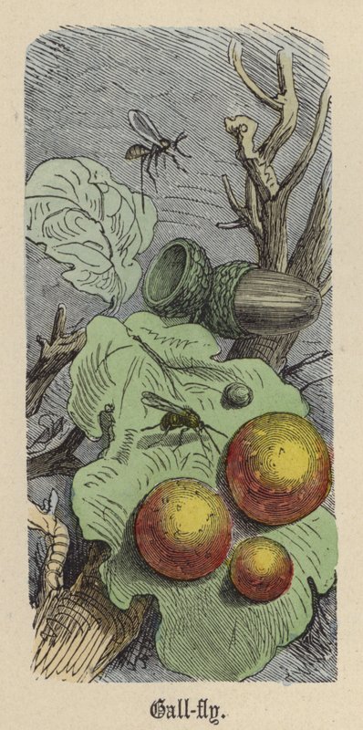 Gall-fly (gravura colorida) de Friedrich Specht