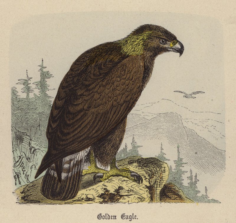 Golden Eagle (gravura colorida) de Friedrich Specht