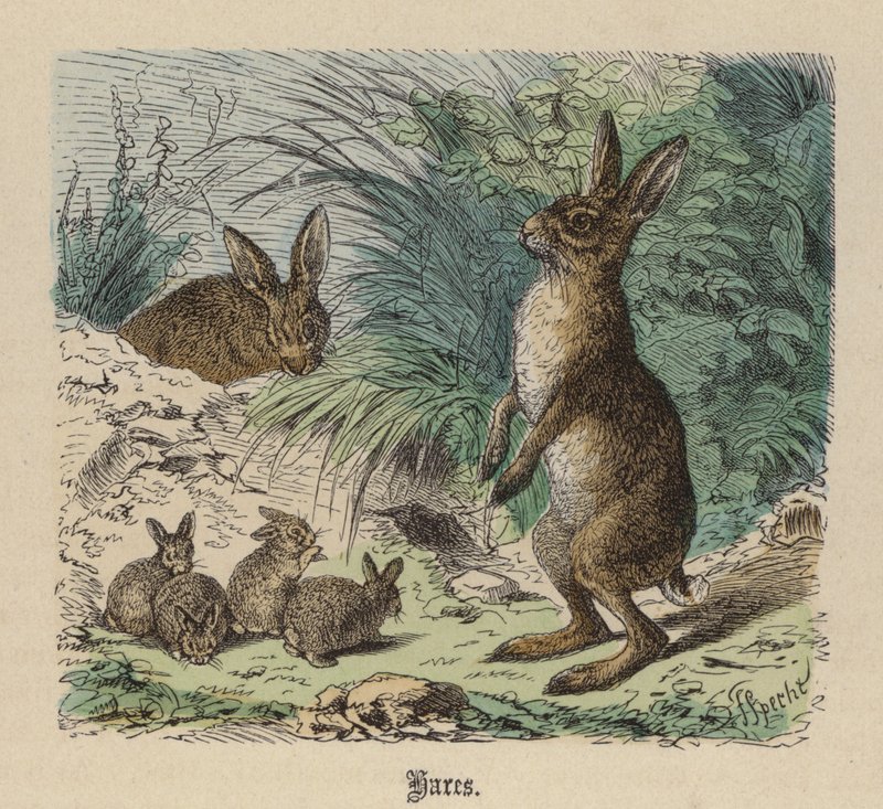 Lebre (gravura colorida) de Friedrich Specht