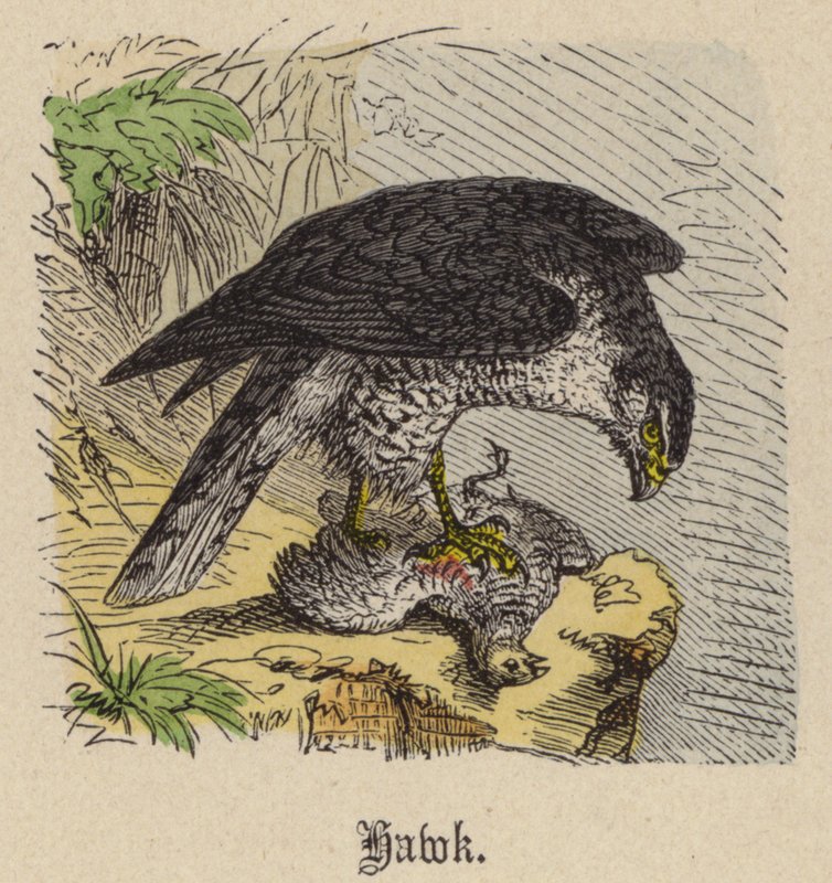 Hawk (gravação a cores) de Friedrich Specht