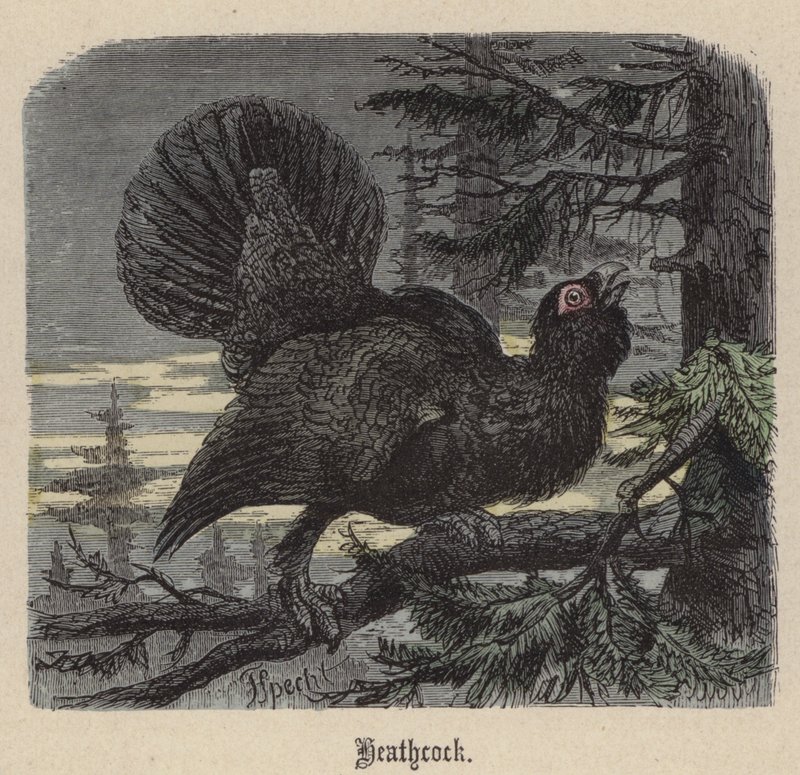 Heathcock (gravura colorida) de Friedrich Specht