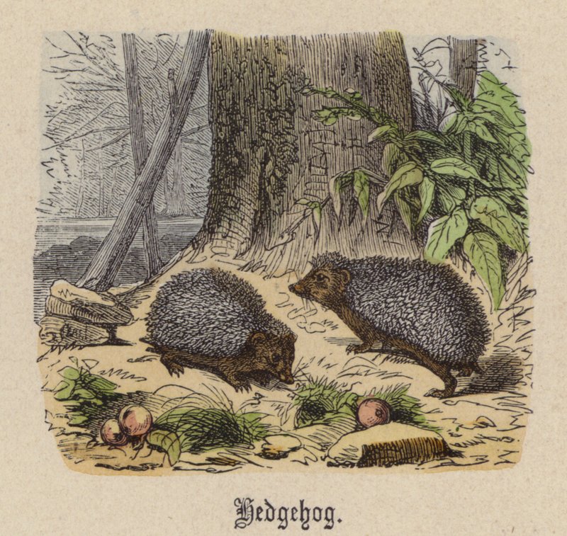 Porco Espinho (gravação a cores) de Friedrich Specht