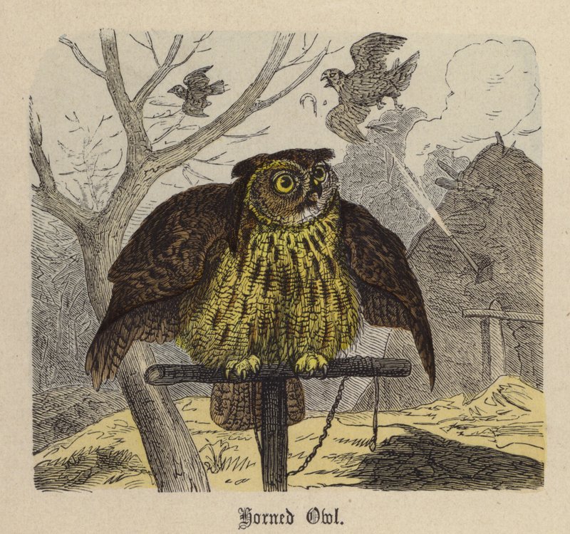Coruja Coruja (gravura colorida) de Friedrich Specht