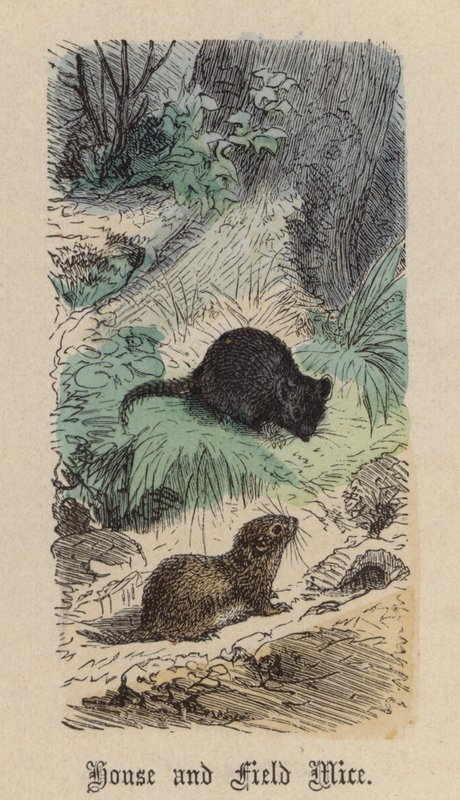 House and Field Mice (gravura a cores) de Friedrich Specht