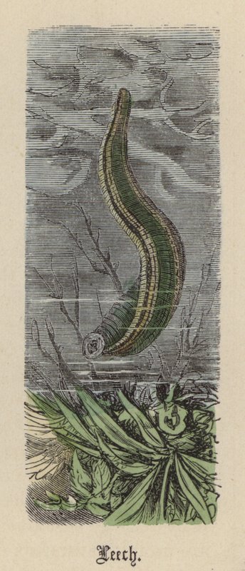 Sanguessuga (gravação a cores) de Friedrich Specht