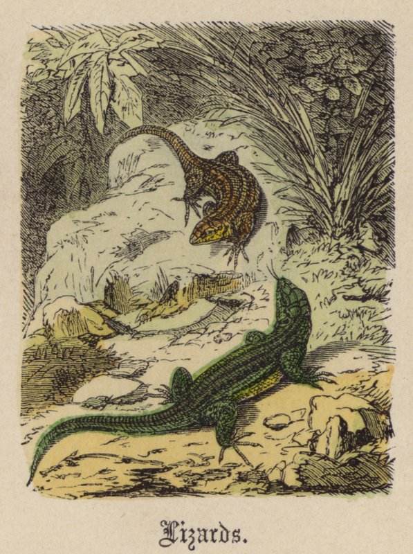 Lagartos (gravura colorida) de Friedrich Specht