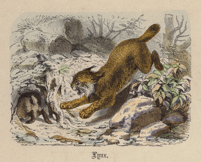 Luchs (gravura colorida) de Friedrich Specht