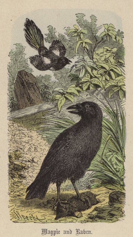 Magpie e Corvo (gravura colorida) de Friedrich Specht
