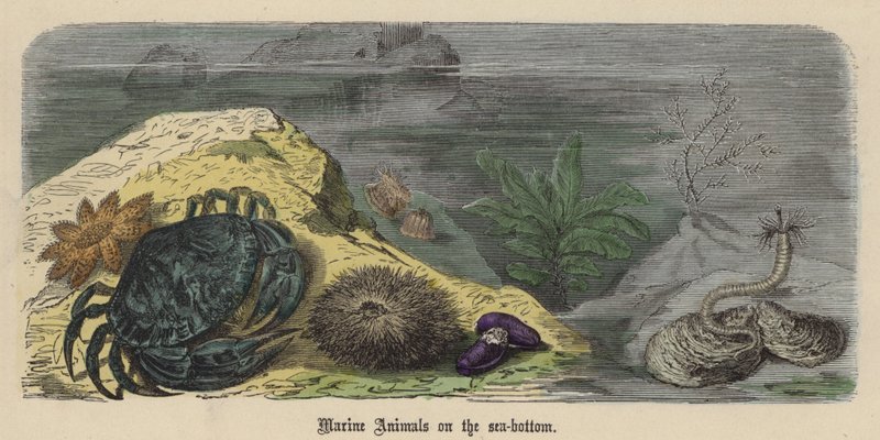 Animais marinhos no fundo do mar (gravura colorida) de Friedrich Specht