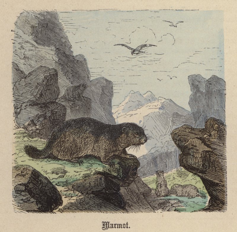 Marmot (gravação a cores) de Friedrich Specht