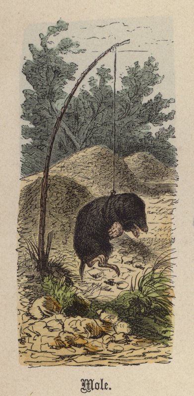 Mole (gravação a cores) de Friedrich Specht