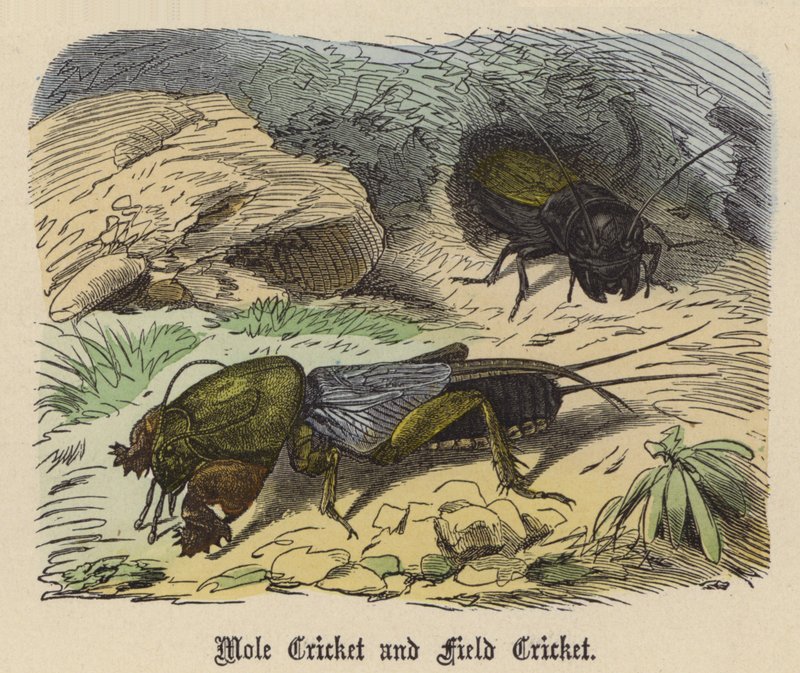 Mole Cricket e Field Cricket (gravura colorida) de Friedrich Specht