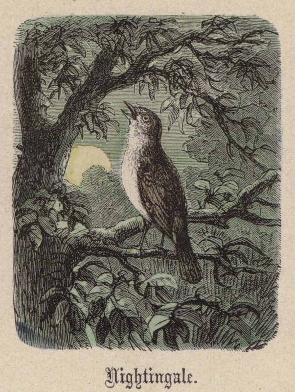 Rouxinol (gravação colorida) de Friedrich Specht