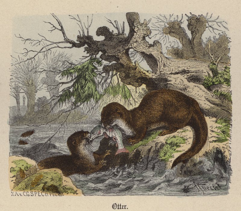 Lontra (gravura colorida) de Friedrich Specht