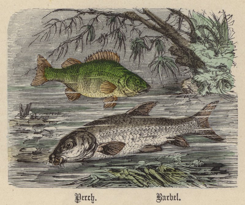 Perch, Barbel (gravura colorida) de Friedrich Specht