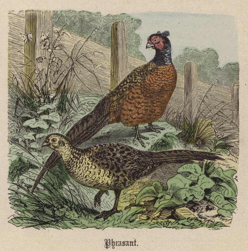 Faisão (gravura colorida) de Friedrich Specht