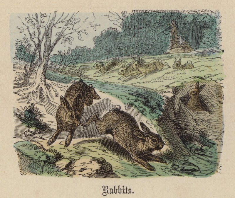 Coelhos (gravura colorida) de Friedrich Specht