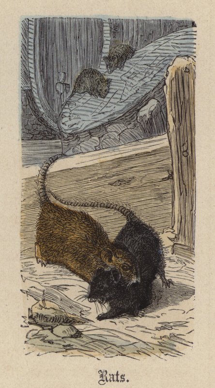 Ratos (gravura colorida) de Friedrich Specht