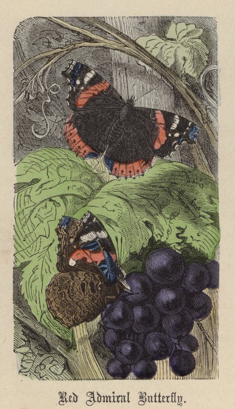 Borboleta Almirante Vermelha (gravura colorida) de Friedrich Specht