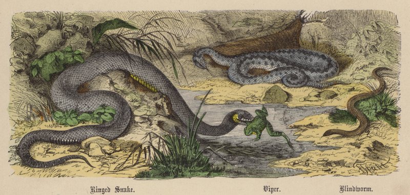 Cobra Anelada, Víbora, Minhoca Cega (gravação colorida) de Friedrich Specht