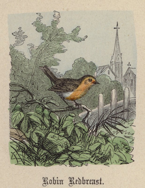 Robin Redbreast (gravação a cores) de Friedrich Specht