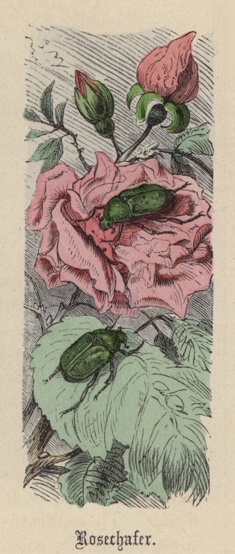 Rosechafer (gravação a cores) de Friedrich Specht