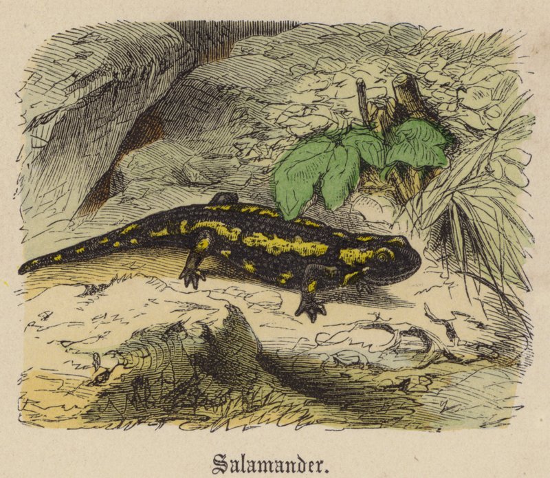 Salamandra (gravação a cores) de Friedrich Specht