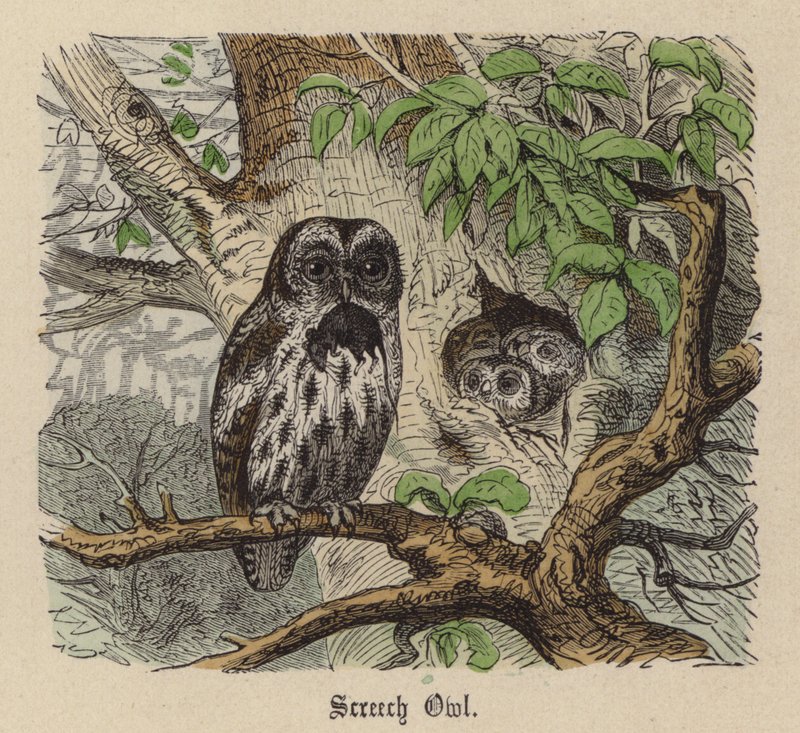 Screech Owl (gravação a cores) de Friedrich Specht