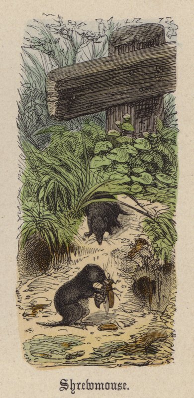 Shrewmouse (gravação a cores) de Friedrich Specht