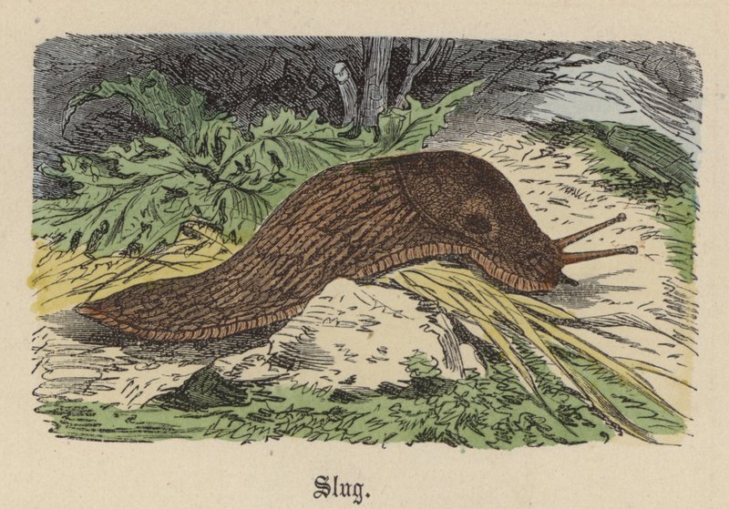Slug (gravação colorida) de Friedrich Specht