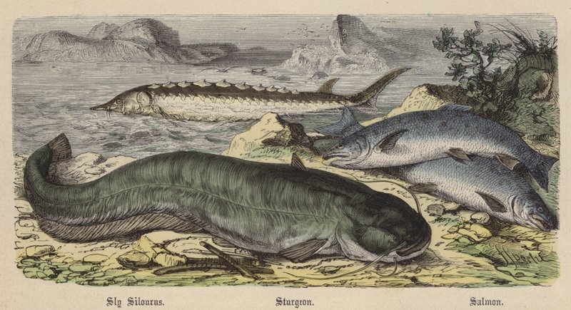 Sly Silourus, Sturgeon, Salmon (gravura colorida) de Friedrich Specht